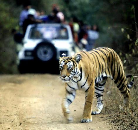 Road Trip to Save Tigers