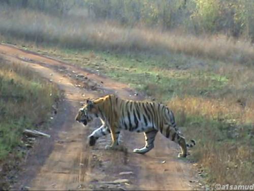 Road Block for Tigers