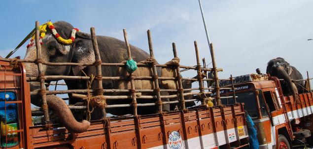 Temple Elephants head for a Rejuvenation Camp