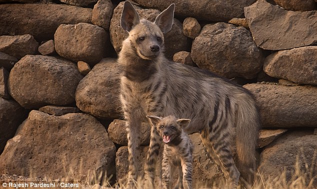 Amazing Photographs of Striped Hyena Mother and Cub
