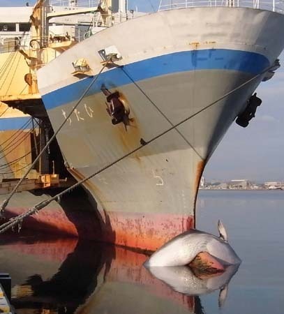 Ship Strike Killing Marine Animals