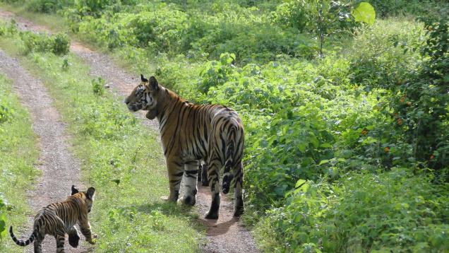 Tiger Count goes up in Panna but Threat still looms Large