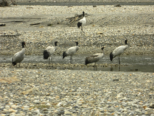 Black Necked Cranes Spotted in Arunachal Pradesh