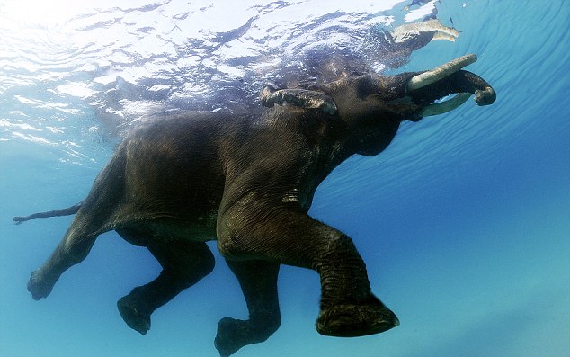 Rajan, the Sea Faring Elephant of Andaman