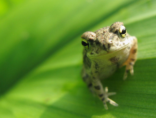 Frog Songs Help Researchers Understand Climate Change