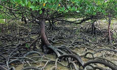 How Mumbai Mangroves Save the City everyday