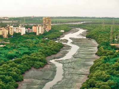 mumbai-mangroves