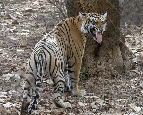 Tiger Poaching goes down in 2011