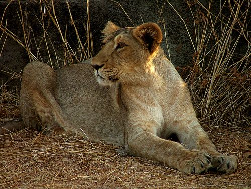 And then I saw a Lion at Gir!
