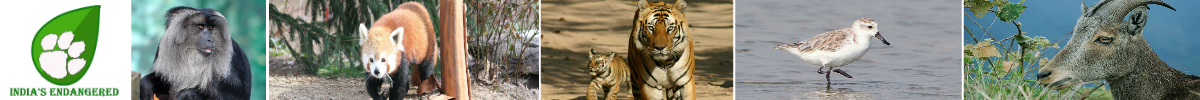 India's Endangered