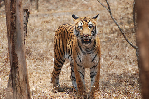 Corbett Tigers get a Complete Silence Zone