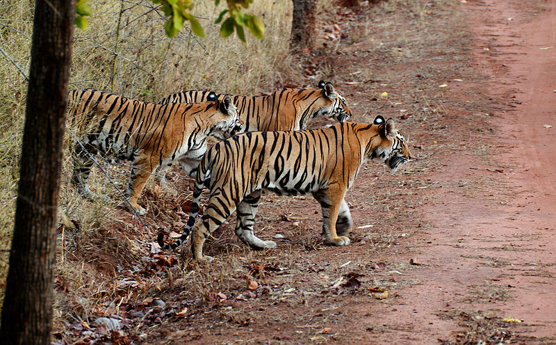 Tiger Numbers Increase in Assam