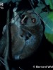 http://www.arkive.org/bengal-slow-loris/nycticebus-bengalensis/#src=portletV3api
