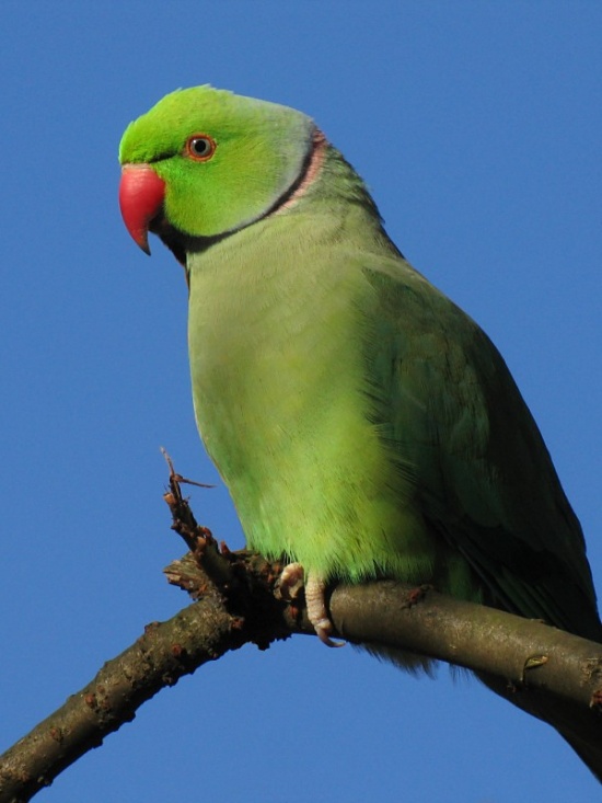 Pet Parrot Trade Killing millions of Birds