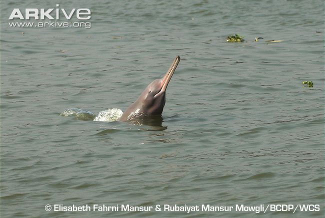 Asia’s First Dolphin Research Centre to come up in Bihar
