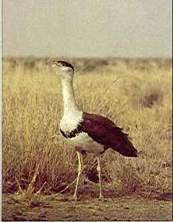 Photography of Great Indian Bustard Banned