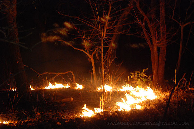 4000 Acres of Tadoba Tiger Reserve reduced to ashes in a Forest Fire