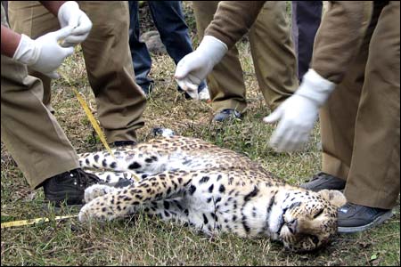 Poachers Kill Two Leopards in Uttar Pradesh