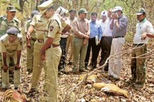 Poachers Strike Again: Chopped Tiger found in Maharashtra Tiger Reserve