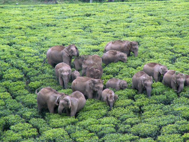 Warning: Wild Elephants spotted near your Home