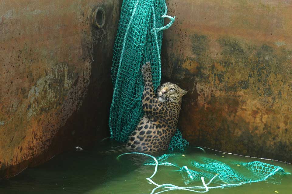 Simple Idea Saves Leopard from Drowning in West Bengal