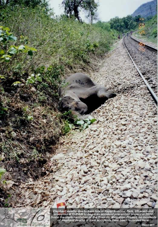 Sensor to Save Jumbos from Being Hit by Trains - India's Endangered
