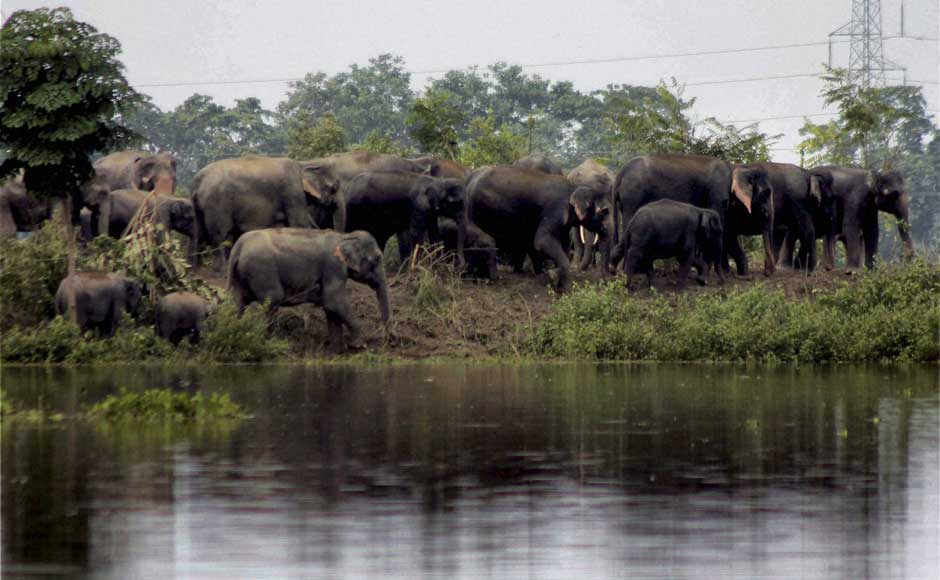 One Horned Rhino and other Wildlife battling Floods in Assam