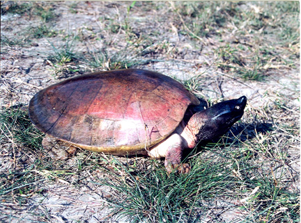 Sunderban Successfully Breeds Rare Turtle Species