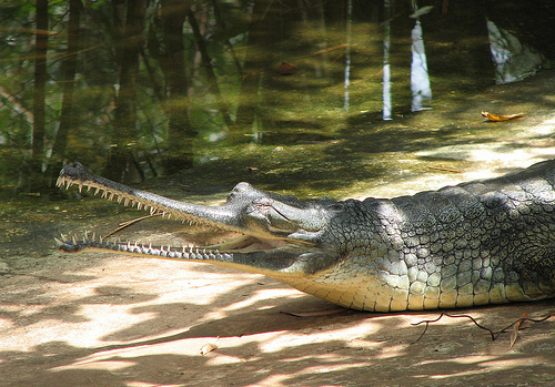 The Dying Gharials
