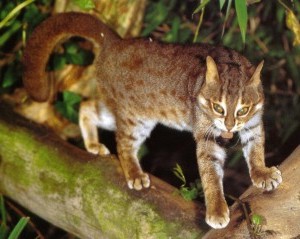 World’s Smallest Cat Spotted at Sariska