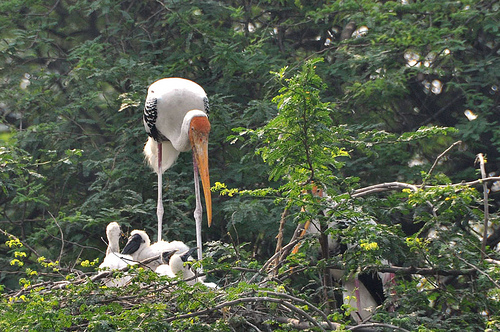 A Birder’s Paradise: Bharatpur Bird Sanctuary