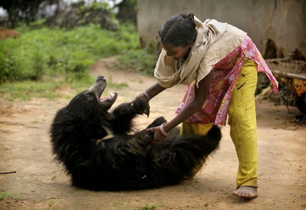 Pictures: From Wild Bear to Family Pet