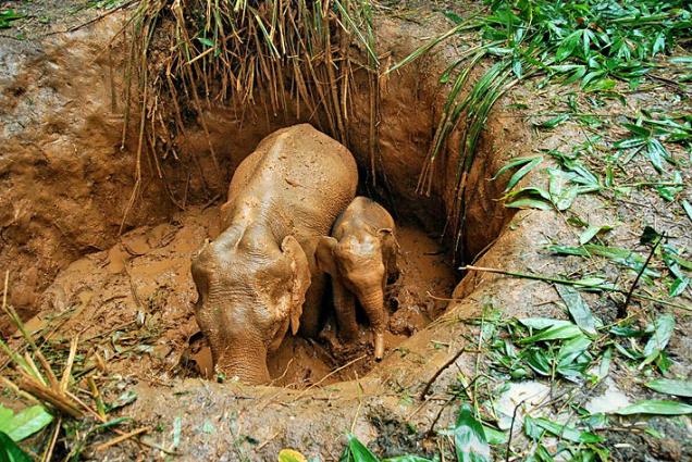 Elephant Mother and Baby Rescued from Deep Pit