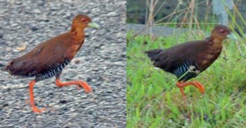 New Bird discovered in Andaman & Nicobar Islands