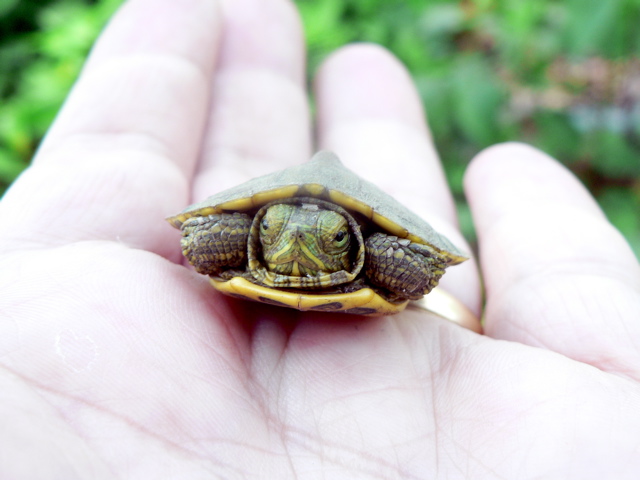 Abandoned Turtles Saved at Foster Homes