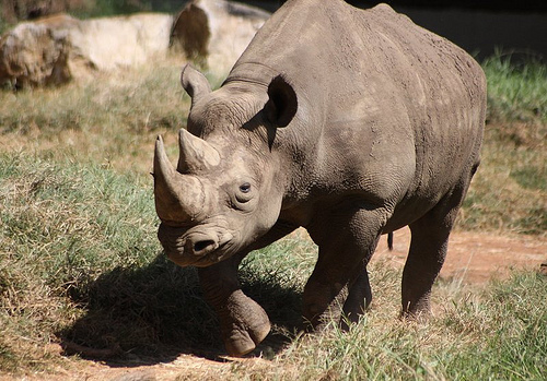 Amazing Facts about the Rhino - India's Endangered