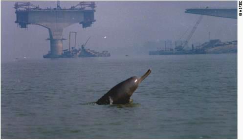 Kolkata’s New Resident: Rare Baby Gangetic Dolphin!