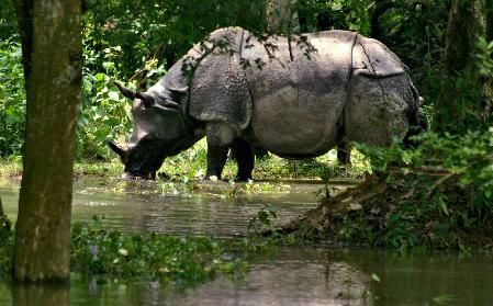 Poachers Cut Rhino’s Horn in Assam