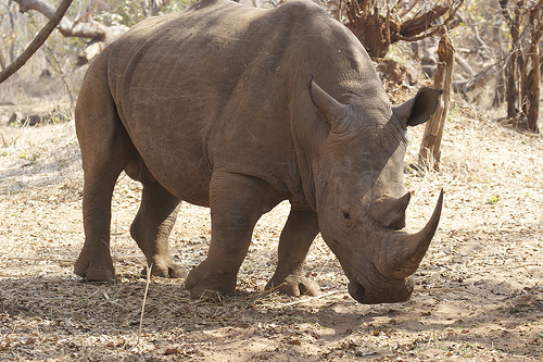 Amazing Facts about the Rhino