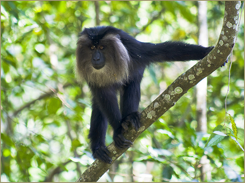 Lion Tailed Macaque out of 25 Most Endangered Primate List