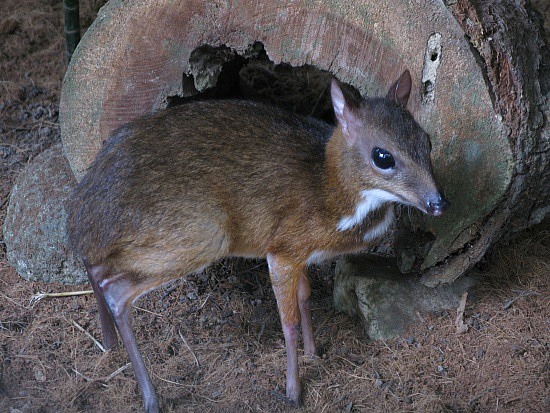 Mouse Deer Population Bounces back