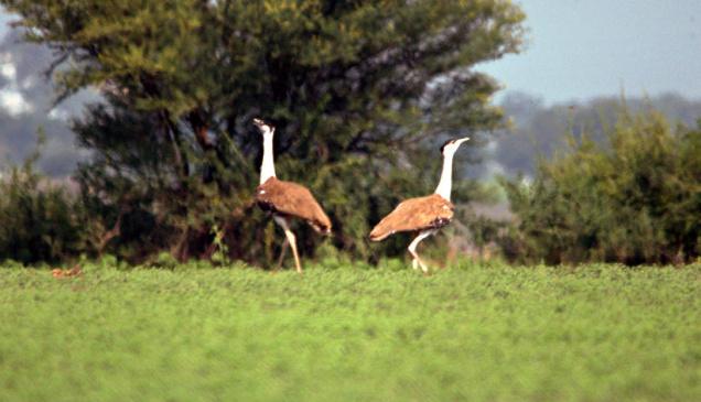 Young Naturalist sights Great Indian Bustard in Karnataka