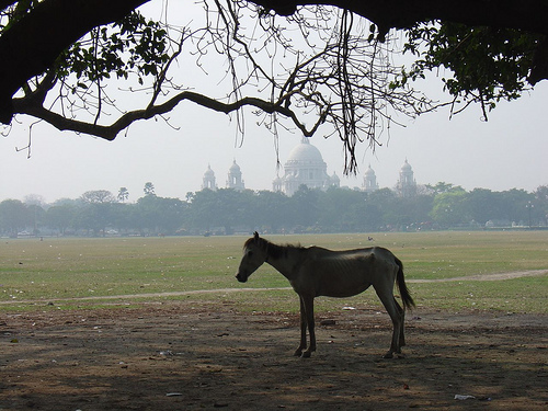 Urban Kolkata Home to Numerous Plants and Animals