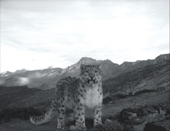 Video: Skier Runs Into A Wild Snow Leopard In Gulmarg!