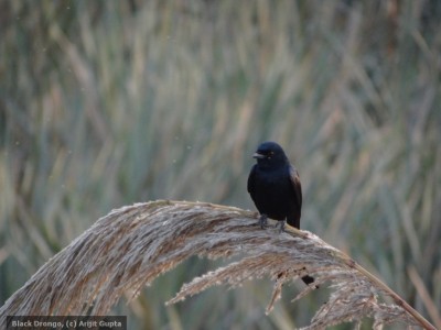 It’s Time to Spot the Birds in Your City!