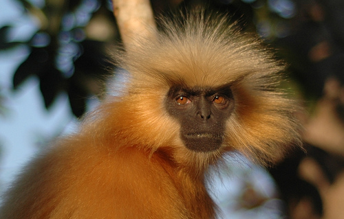 Rare Golden Langurs Saved by a Ropeway