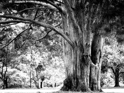 Big, Old Trees are Dying