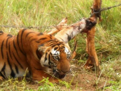 Villagers Rescue Tigeress Caught in a Fence