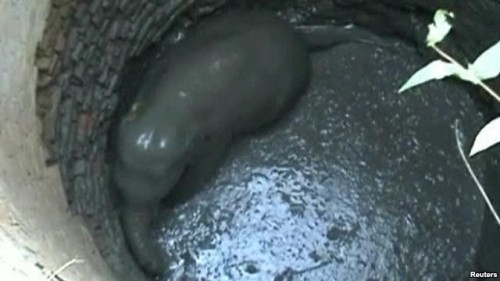 Watch Video: Baby Elephant Rescued from a Well in Jharkhand