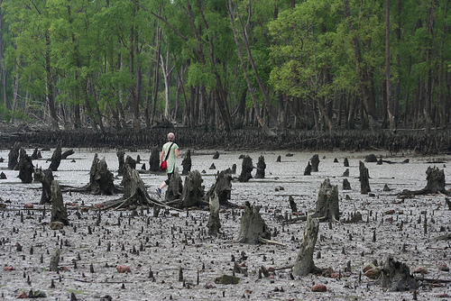 Ailing Sundarbans losing Beauty and Diversity